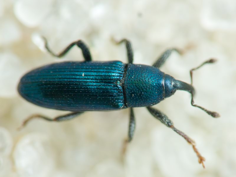 Aulacobaris janthina (Boheman, 1836)